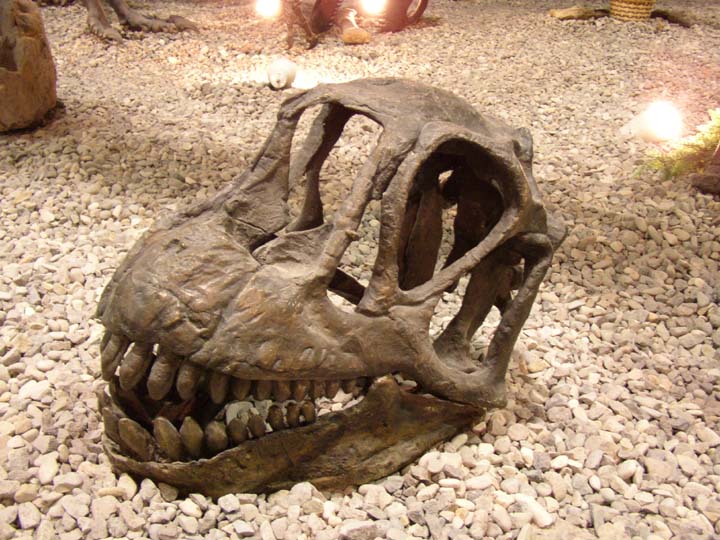 20030627-2190-Camarasaurus-Skull (111K)